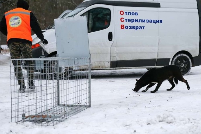 В Курчатовском районе по требованию прокуратуры определена специализированная организация по отлову.